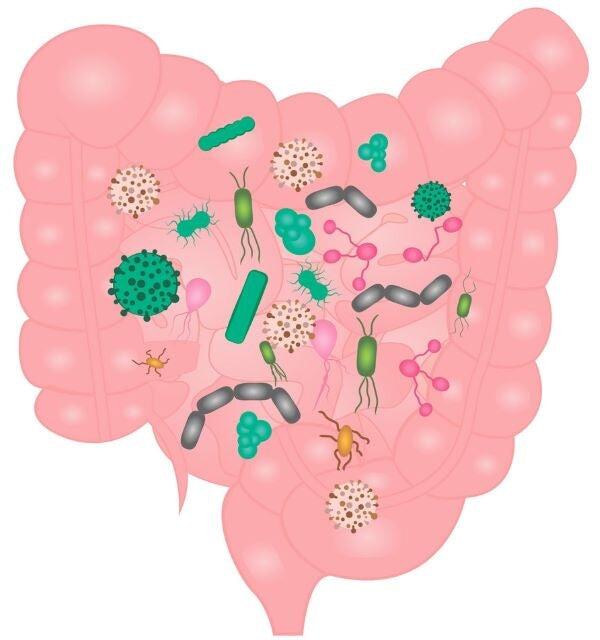 Le syndrome de prolifération ou de pullulation bactérienne intestinale (SIBO)